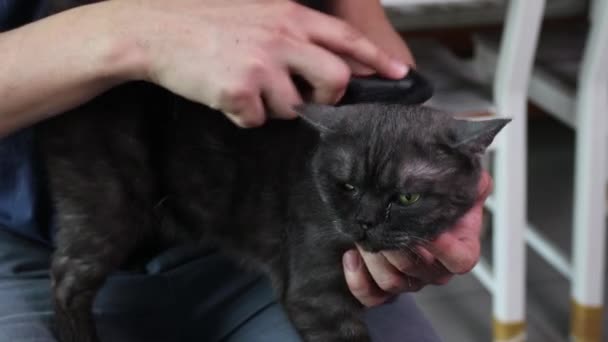人类的手与刷子和雄性锡伯林猫近距离接触. — 图库视频影像
