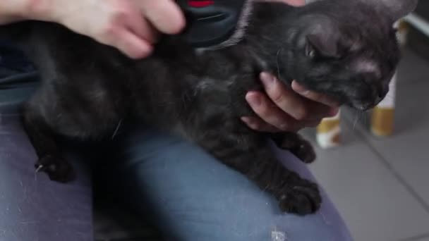Mano humana con cepillo y gato siberiano macho de cerca . — Vídeo de stock