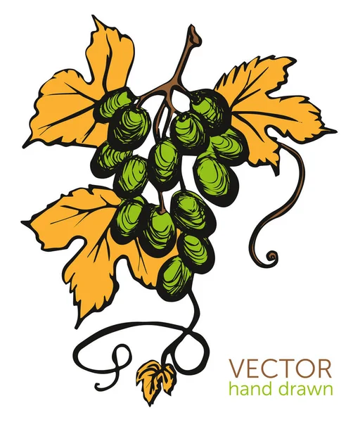 Nytt vin Beaujolais nouveau — Stock vektor