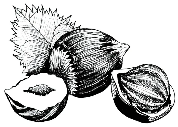 Avelã com folhas e desenho a mão shell ilustração de tinta — Fotografia de Stock