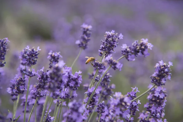 Beau champ de fleurs d'abeilles et de lavande violette dans le jardin . — Photo