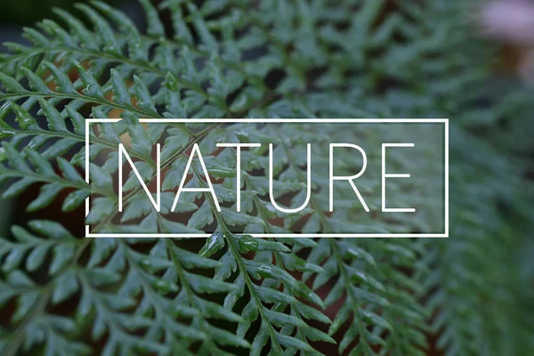 Nahaufnahme grüne Farnblätter im Regenwald mit Naturtext für Ba — Stockfoto