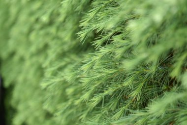 için arka plan doğa yeşil yaprakları.