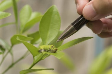 Biyoteknoloji bilim adamı solucan incelenmesi için yaprak portakal ile 