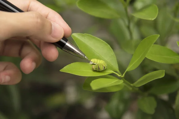 Biotechnologie wetenschapper met worm op blad oranje voor de behandeling van — Stockfoto