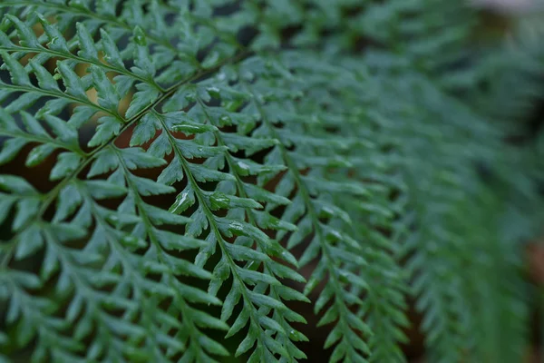 Крупним планом зелене листя папороті в дощовому лісі для фону . — стокове фото