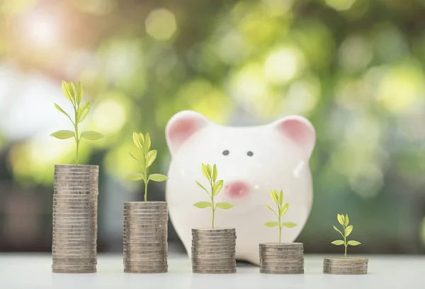 Moneda de pila con árbol y alcancía. ahorrar concepto de dinero creciente — Foto de Stock