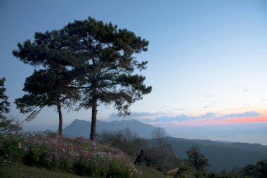 dağ altında gökyüzü günbatımı manzara ağacı çam.