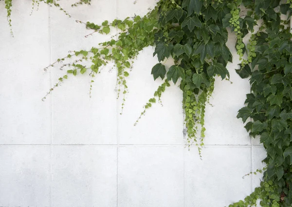 Naturaleza hojas verdes en la pared blanco para el fondo . — Foto de Stock