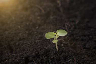 büyüyen bitki tohum tohum portre. kavram tarım.
