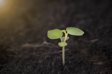 büyüyen bitki tohum tohum portre. kavram tarım.