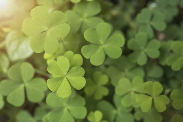 Trébol verde deja corazón para fondo naturaleza . — Foto de Stock