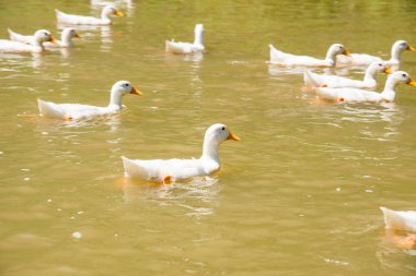 çiftlik doğa beyaz ördek gölet ya da göl üzerinde Yüzme. 