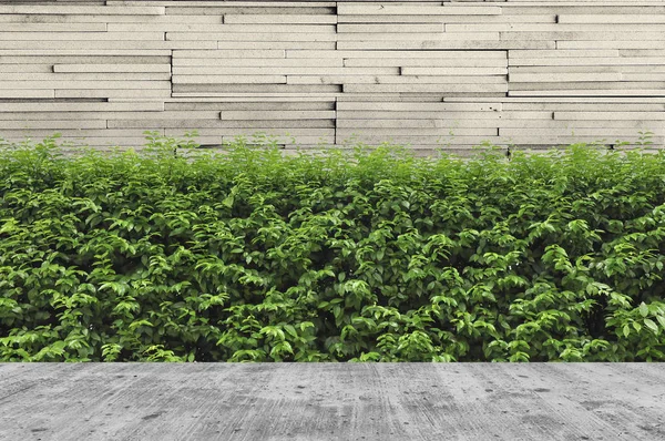Бетонная палуба и растение с декоративной стеной сада — стоковое фото