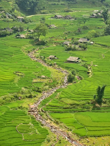 Landwirtschaft grüne Reisfelder und Reisterrassen am Berg — Stockfoto