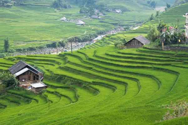 Landwirtschaft grüne Reisfelder und Reisterrassen am Berg — Stockfoto