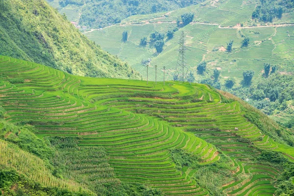 Landwirtschaft grüne Reisfelder und Reisterrassen am Berg — Stockfoto