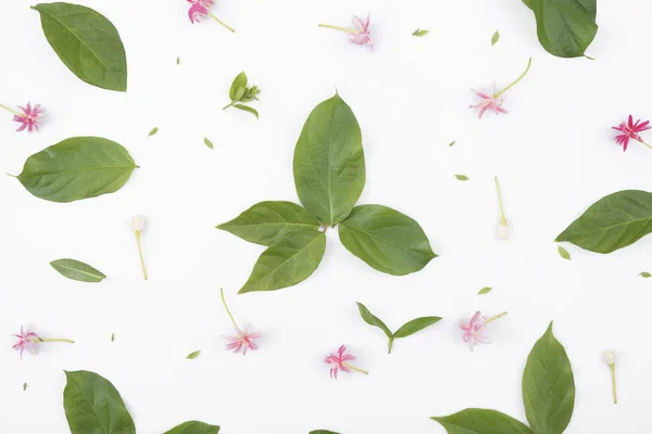 Patterns with green leaves and flowers on white background, lay — Stock Photo, Image