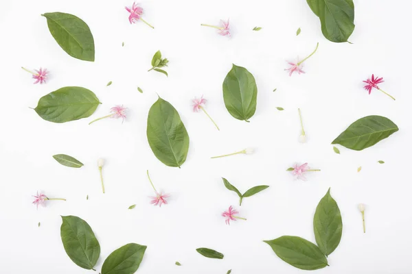 Patterns with green leaves and flowers on white background, lay — Stock Photo, Image