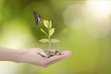 Kelebek yeşil ağacıyla karşı para madeni para tutan el 