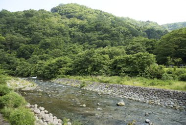 manzara görünümü nehir ve yeşil orman.