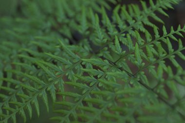 arka plan için yağmur ormanlarında closeup yeşil eğreltiotu yaprakları.