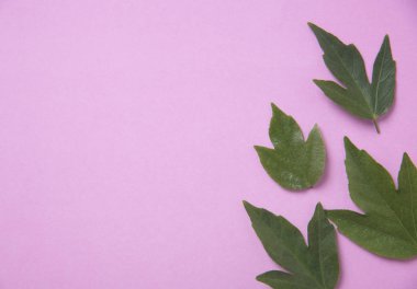 Yaratıcı doğa yeşil, pembe arka plan bırakır.