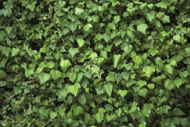 Arka plan için yaratıcı doğa yeşil yaprakları.