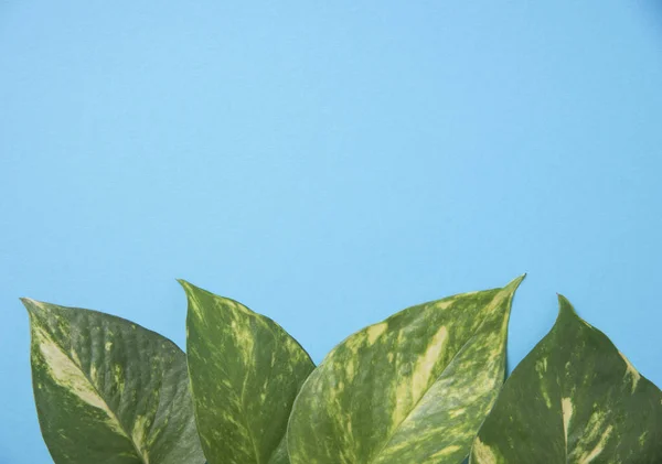 Natura creativa foglie verdi su sfondo blu . — Foto Stock