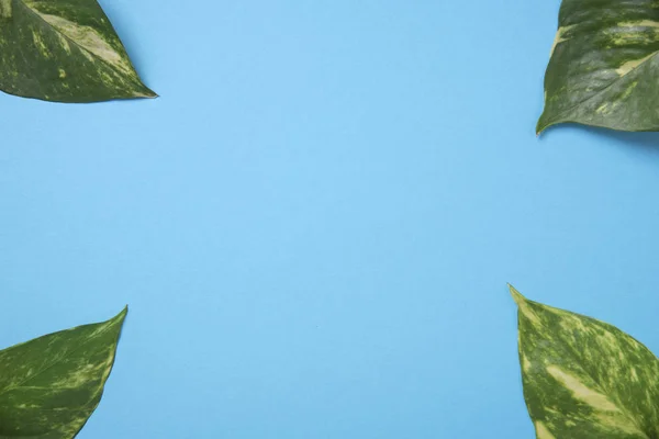 Creatieve aard groene bladeren op blauwe achtergrond. — Stockfoto