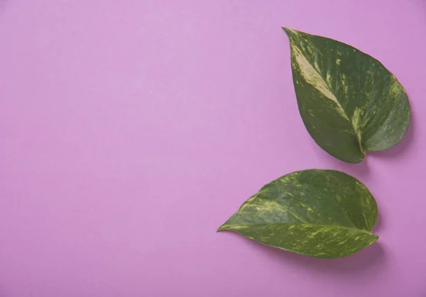 Creative nature green leaves on pink background. — Stock Photo, Image