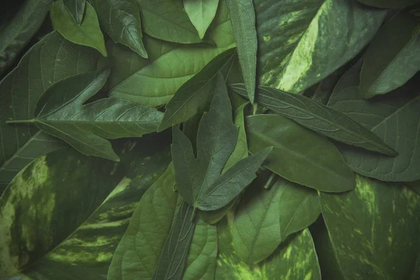 Δημιουργική φύση πράσινο φύλλα για το φόντο. — Φωτογραφία Αρχείου