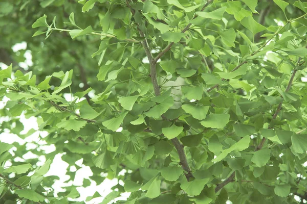 Naturaleza creativa hojas de ginkgo biloba verde para el fondo . —  Fotos de Stock