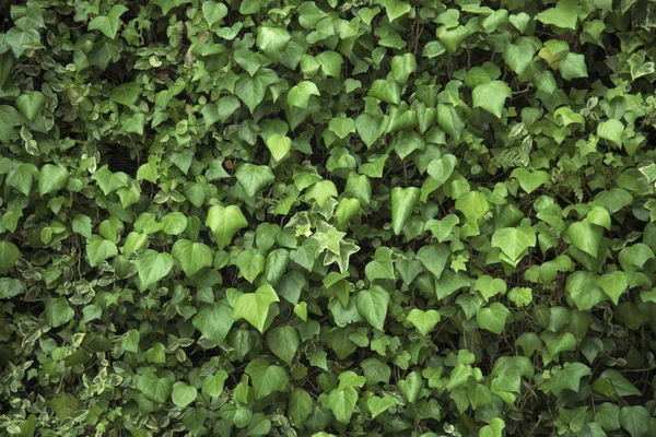 Natureza criativa folhas verdes para fundo . — Fotografia de Stock