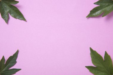 Yaratıcı doğa yeşil, pembe arka plan bırakır.