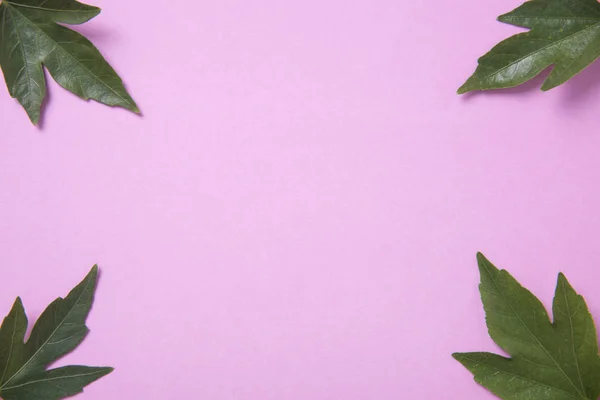 Creatieve aard groene bladeren op roze achtergrond. — Stockfoto