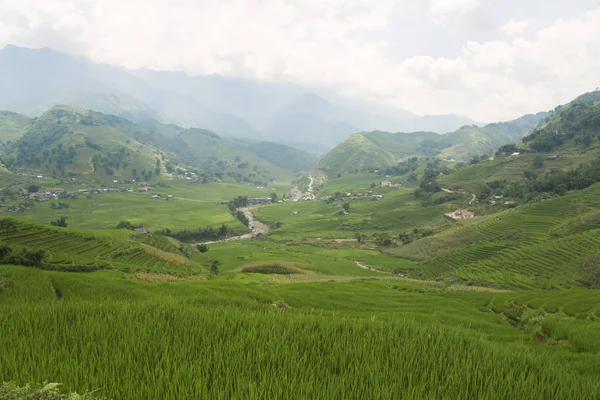 Zemědělství zelená rýže pole a rýže terasovitě na hoře — Stock fotografie
