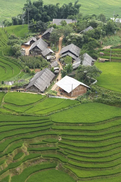 Landwirtschaft grüne Reisfelder und Reisterrassen am Berg — Stockfoto