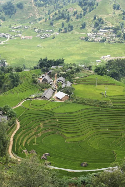 Landwirtschaft grüne Reisfelder und Reisterrassen am Berg — Stockfoto