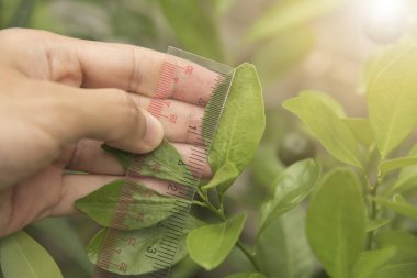İncelenmesi için portakal yaprağı tutan biyoteknoloji bilim adamı el 
