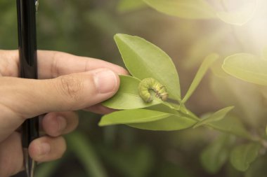 El ve turuncu yaprak hapiste olan biyoteknoloji bilim adamı 