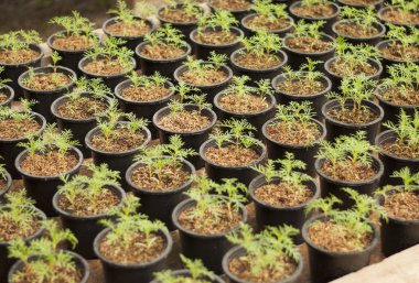 fide fidanlık bitki yetiştirme. kavram tarım tarım.