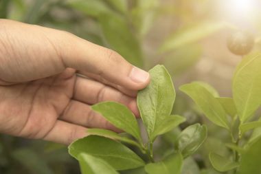 İncelenmesi için portakal yaprağı tutan biyoteknoloji bilim adamı el 