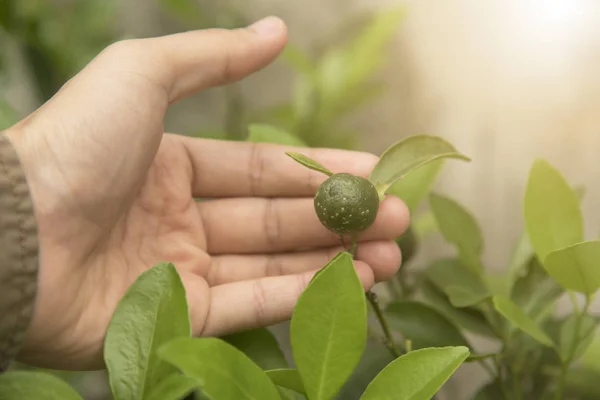 Biotechnology scientist hand holding orange leaf for examining