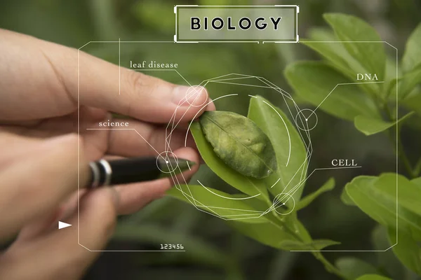 Bio technology professional engineer examining plant leaf