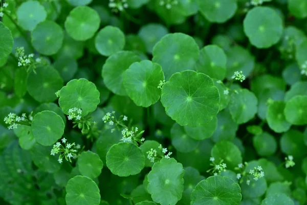 Hojas de gotu kola o asiatica para la medicina vegetal . — Foto de Stock