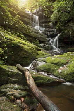 Yağmur ormanlarında yeşil yosun ile şelale 