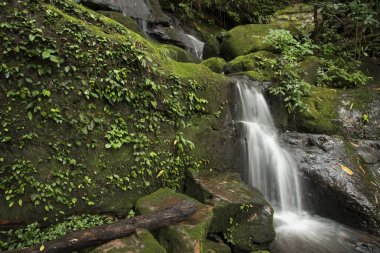Yağmur ormanlarında yeşil yosun ile şelale 