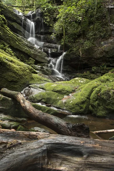 Yağmur ormanlarında yeşil yosun ile şelale