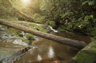 Yağmur ormanlarında yeşil yosun ile şelale 